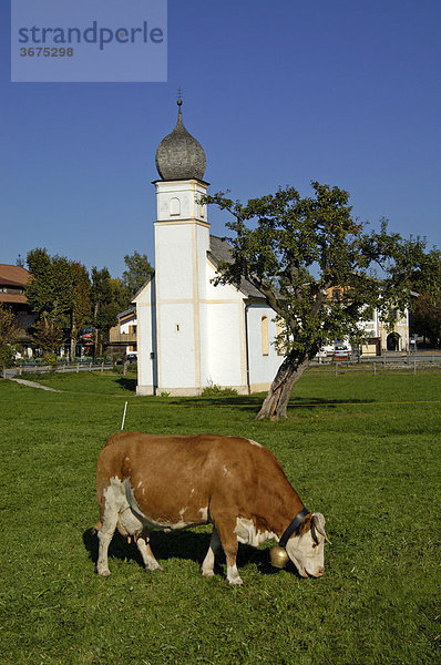 Kuh auf der Weide dahinter Kapelle in Hundham Bayern Deutschland