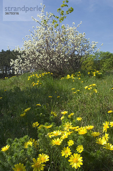 Frühlings Adonisröschen Adonis vernalisn dahinter Felsenbirne Amelanchier ovalis Perchtoldsdorfer Heide Niederösterreich