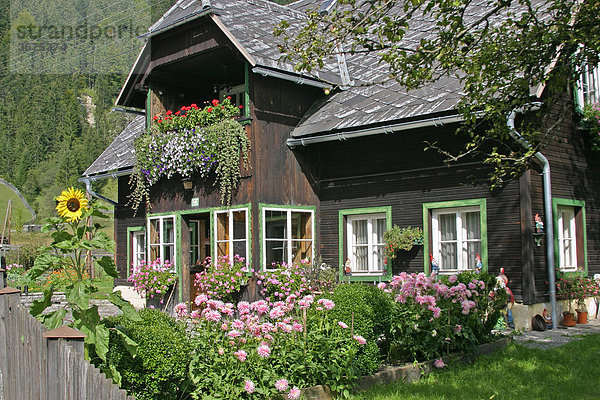 Altes Holzhaus mit schönem Blumengarten in Hinterwildalpen in der Berggregion Gesäuse Steiermark Österreich Holzhaus