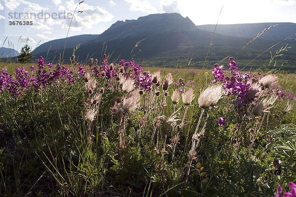 Frühlingsblumen im Gegenlicht im Glacier National Park USA