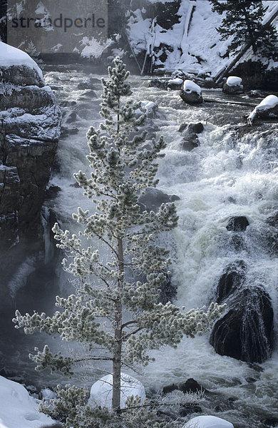 Wasserfall mit Baum im Vordergund im Winter