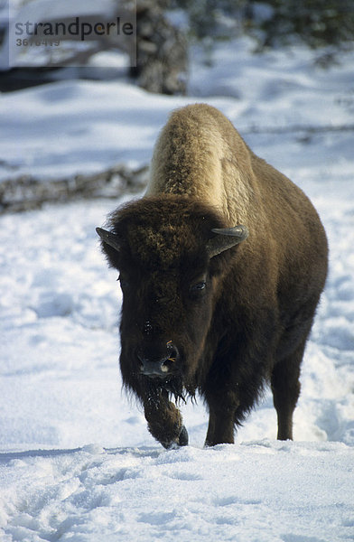Bison stapft durch den Schnee