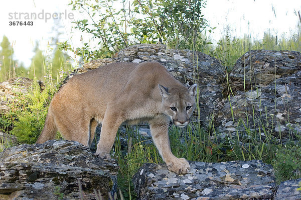 Puma (felis concolor) schleicht im Felsen
