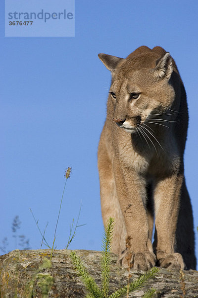Puma (felis concolor) auf einem Felsen