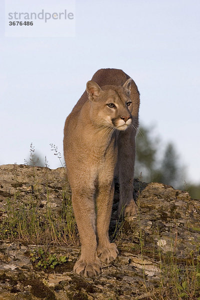 Puma (felis concolor)