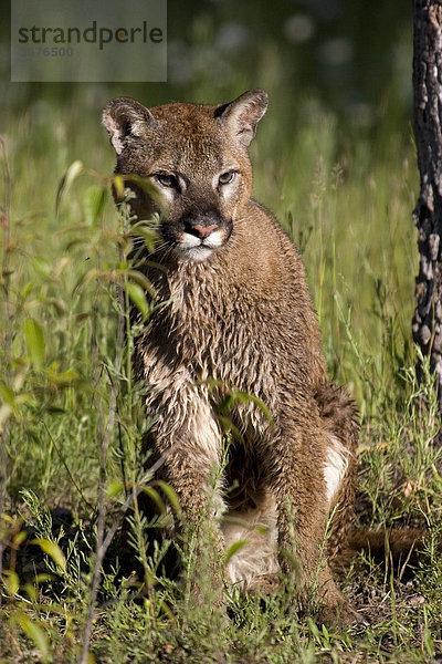 Portrait (felis concolor) eines nassen Puma