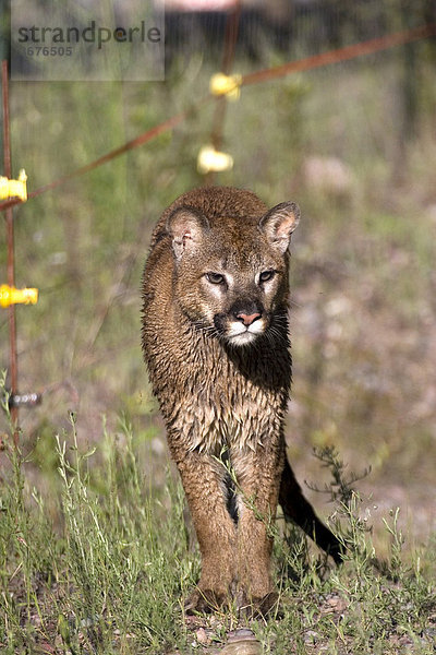 Puma (felis concolor) läuft über eine Wiese