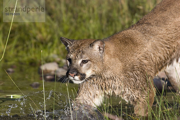 Puma (felis concolor) geht ins Wasser