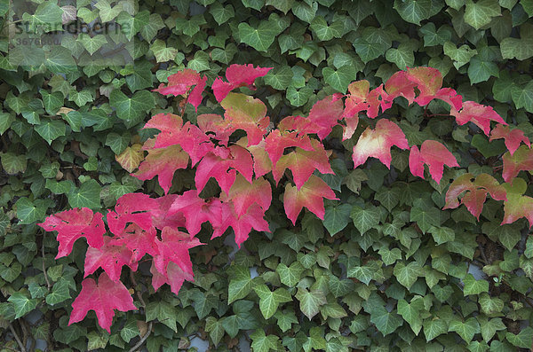 Herbstlich gefärbtes Weinlaub bedeckt eine Hauswand