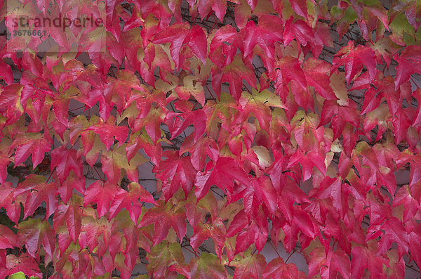 Herbstlich gefärbtes Weinlaub bedeckt eine Hauswand