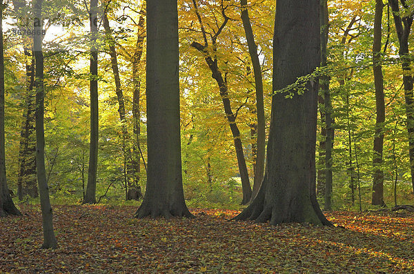 Herbstlich gefärbtes Laub in einem Buchenwald  Deutschland