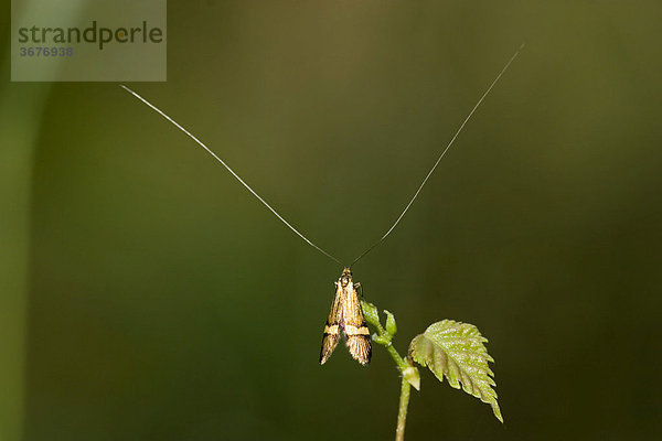 Langhornmotte Nemophora degeerella Bayern