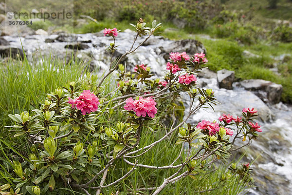 Rostrote Alpenrose Rhododendron ferrugineum Kühtai Tirol Österreich