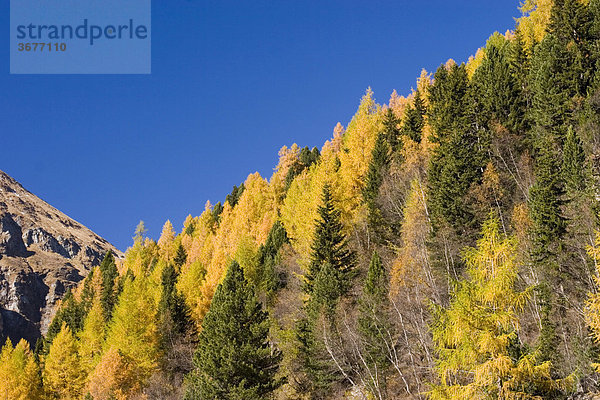 Bergwald mit herbstlichen Lärchen Larix europaea Nationalpark Hohe Tauern Gschlöss Osttirol Österreich