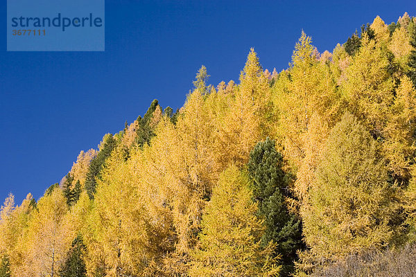 Bergwald mit herbstlichen Lärchen Larix europaea Nationalpark Hohe Tauern Gschlöss Osttirol Österreich