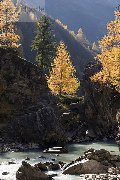 Nationalpark Hohe Tauern Gschlöss Gschlössbach mit herbstlichen Lärchen Larix europaea Osttirol Österreich