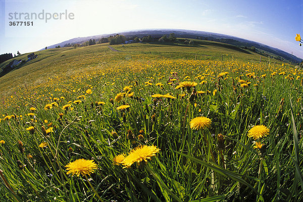 Deutschland Bayern Allgäu Schönau Löwenzahnwiese