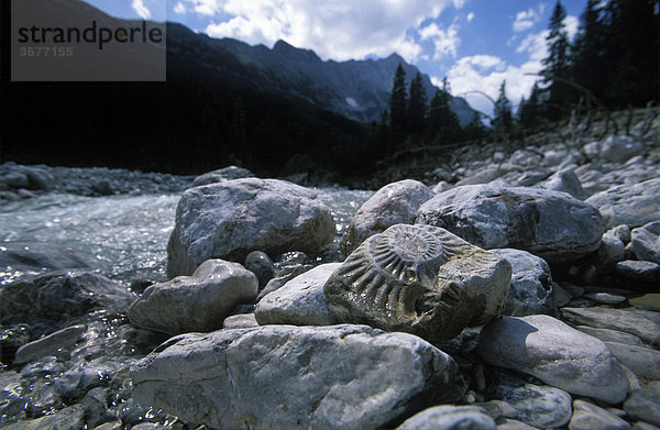 Versteinerung Ammonit Leutascher Ache Gaistal Tirol Österreich