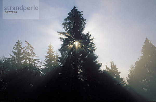 Sonnenstrahlen im Nebel - Fichte Picea abies Bayern