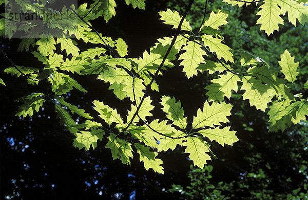 Blätter von Roteiche Quercus rubra Deutschland