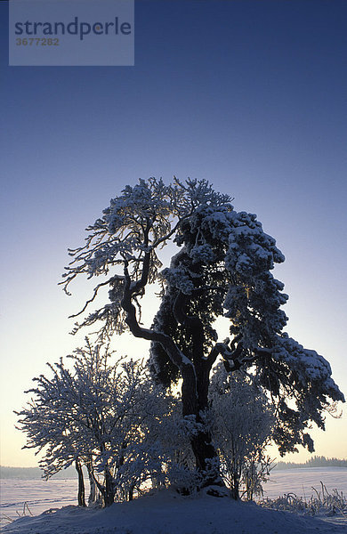Winterliche Baumgruppe Bayern