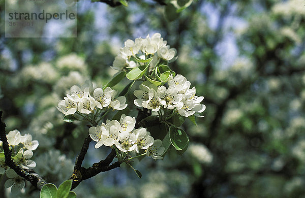 Apfelblüten blühender Apfelbaum Malus domestica Bayern