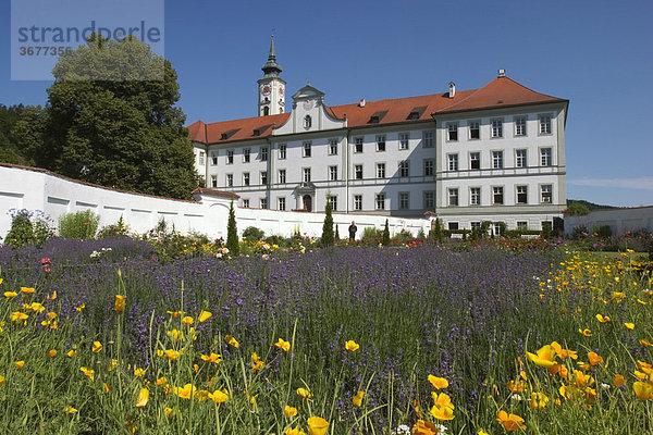 Kloster Schäftlarn Prälatengarten - Lavendelbeet - Oberbayern