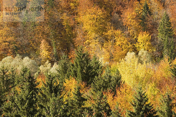 Herbstlicher Wald im Isartal bei Straßlach - Oberbayern