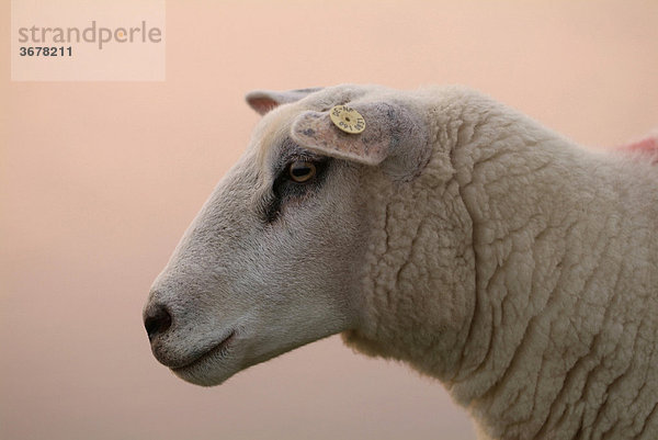 Schafe auf der nordseeinsel nordstrand