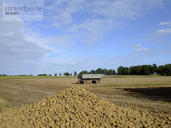 Kartoffelnfeld