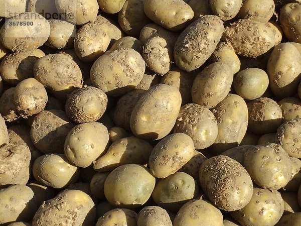 Kartoffelnfeld