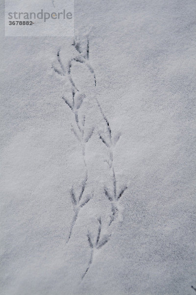 Spuren im schnee