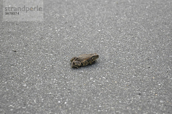 Erdkröte (Bufo bufo) auf der straße