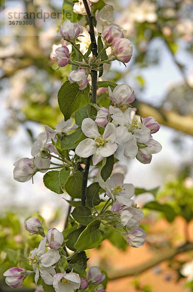 Blühender apfelbaum