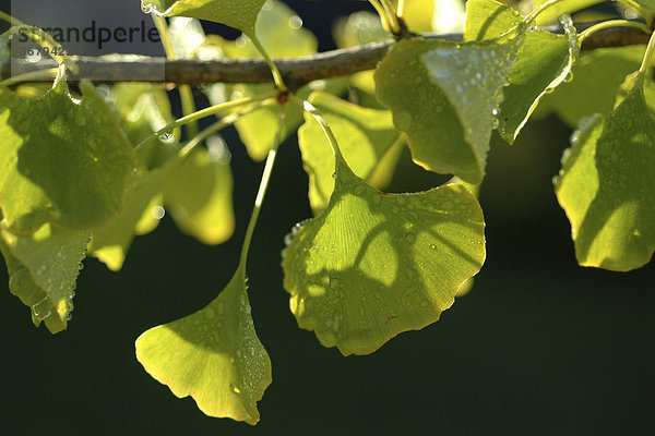 Ginkgo biloba tree   leaves