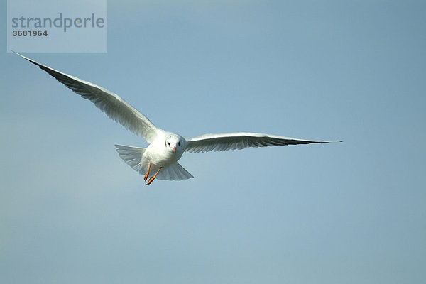 Lachmöwe (Larus ridibundus)