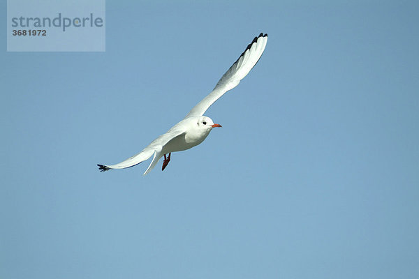 Lachmöwe (Larus ridibundus)