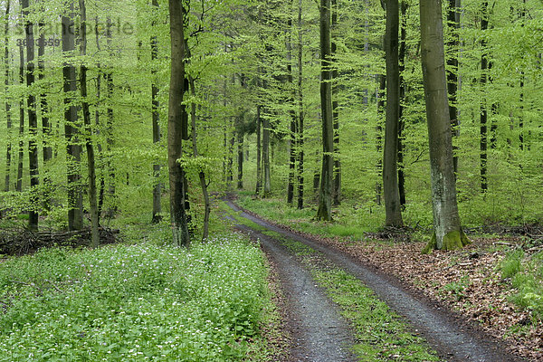 Waldweg durch einen Buchenwald im Frühling zur Zeit des Blattaustriebes
