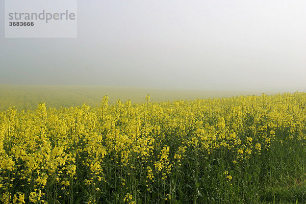 Blühendes Rapsfeld im Nebel