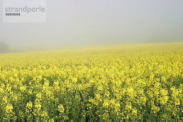 Blühendes Rapsfeld im Nebel