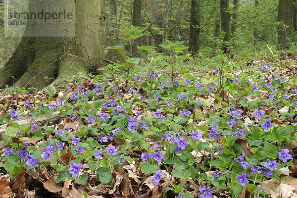Märzenveilchen (Viola odorata) im Frühlingswald mit Buchen