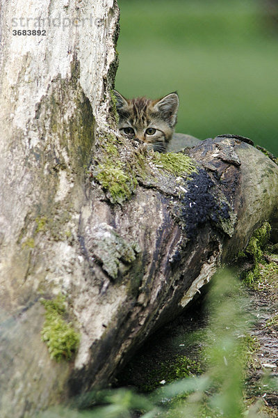 Jungtier einer Europäischen Wildkatze (Felis sylvestris) schaut hinter einem Baum hervor  Tierpark Weilburg