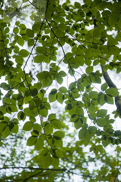 Blätter an einem Baum
