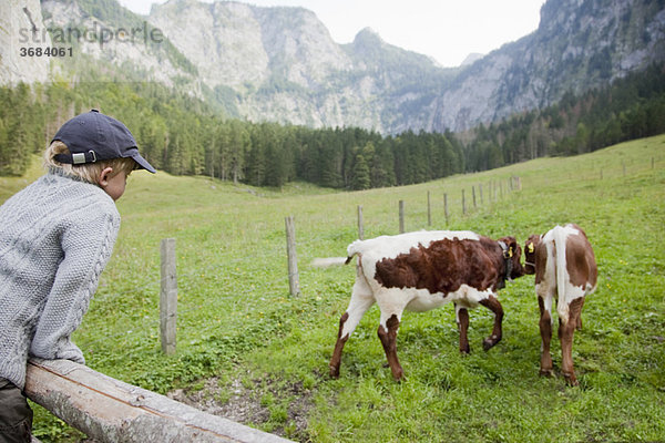 Junge neben einem Feld mit Kühen