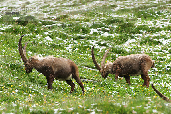Steinböcke (Capra ibex) Groß Glockner  Nationalpark Hohe Tauern  Österreich