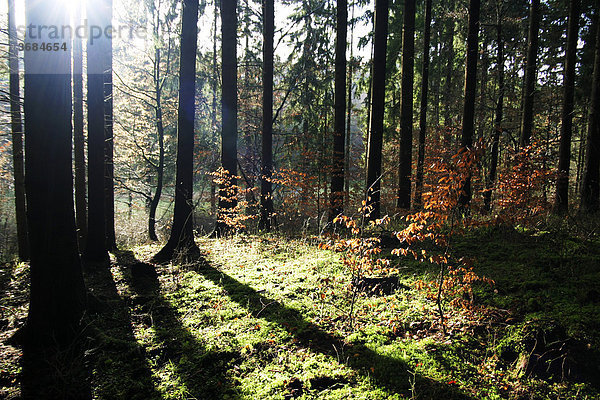 Spotl Licht fällt durch den Fichtenwald und beleuchtet einige herbstliche junge Buchen