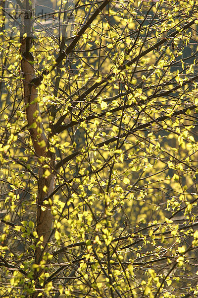 Zarte grüne Blätter der Birke im Frühling