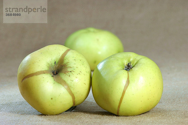 Apfelsorte `Riesenboiken` Apple sort `Riesenboiken`