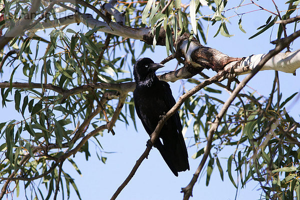 Krähe in einem Eukalyptus Baum  Süd Australien