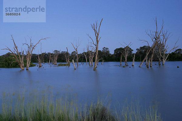 Abenddämmerung (Blaue Stunde) am Murray river in Süd Australien. Abgestorbene Eukalyptus Bäume im Hintergrund.
